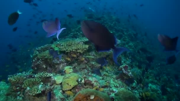 各种鱼类在水下海洋中创造出生气勃勃而明亮的气氛 不同鱼种的颜色相互作用 在水下珊瑚礁创造出生机勃勃 明亮的气氛 — 图库视频影像
