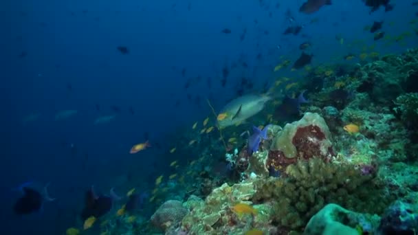 水下珊瑚礁上的各种鱼类的混合体 由于鱼类种类繁多 水下珊瑚礁被转化为绚丽迷人的奇观 — 图库视频影像