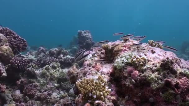 Peixes Listrados Recife Subaquático Corais Das Maldivas Mundo Subaquático Refúgio — Vídeo de Stock