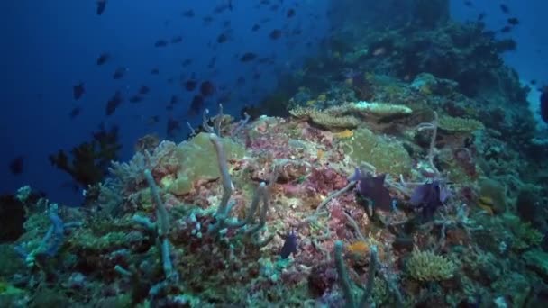 Kleurrijke Waaier Van Vissoorten Onderwater Koraalrif Onderwater Koraalrif Wordt Stralend — Stockvideo
