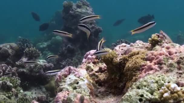 Peixes Listrados Acrescentam Excitação Energia Recife Subaquático Corais Das Maldivas — Vídeo de Stock