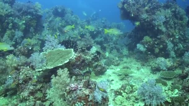 Aanwezigheid Van School Glimmende Snappervissen Brengt Het Onderwaterkoraalrif Tot Leven — Stockvideo