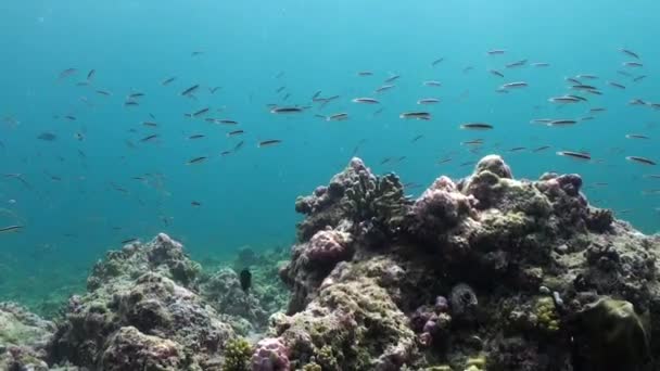 马尔代夫水下珊瑚礁上的条纹鱼群 海底是水下鱼类的避风港 它们创造了独特的大气 — 图库视频影像