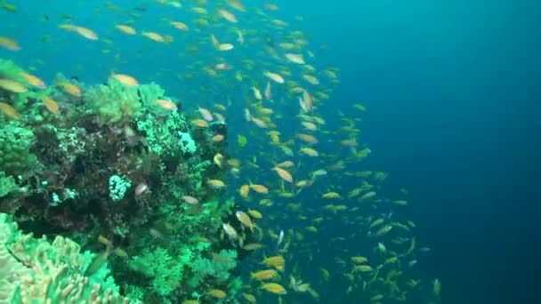 在马尔代夫 水下世界是由一群黄色的小鱼组成的 马尔代夫的海底世界由成群的黄色小鱼组成 它们优雅地滑过五彩斑斓的珊瑚 — 图库视频影像