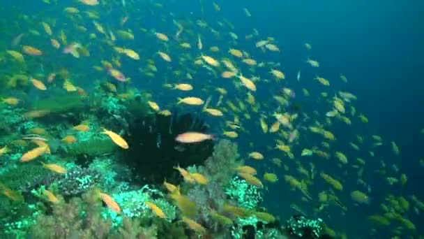 Σχολείο Μικρών Κίτρινων Ψαριών Κινείται Αβίαστη Ευκολία Στον Κοραλλιογενή Ύφαλο — Αρχείο Βίντεο