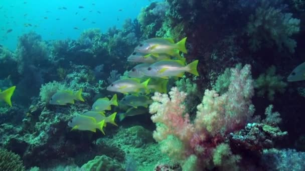 Maldivler Deki Altı Mercan Resiflerindeki Parlak Balık Sürüsü Sarı Yüzgeçli — Stok video