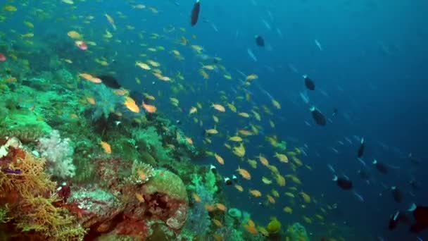 在马尔代夫 水下珊瑚是一群黄色小鱼的背景 一群黄色的小鱼 优雅地沿着水流滑行 形成了迷人的景象 — 图库视频影像