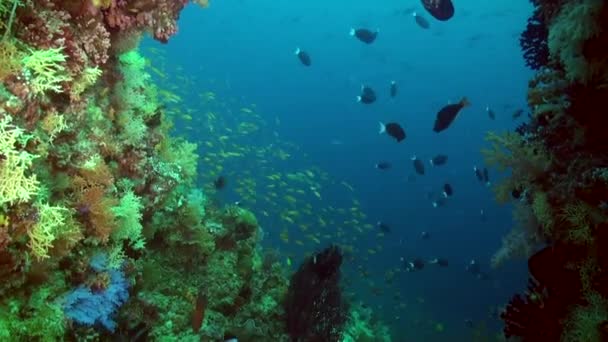 Escuela Peces Deslizan Elegantemente Largo Las Corrientes Los Arrecifes Coral — Vídeo de stock