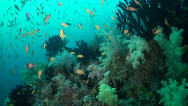 Vibrante Escuela Peces Amarillos Añade Una Ráfaga Color Arrecife Coral — Vídeo de stock