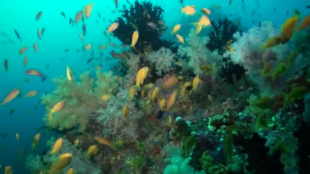 School Van Kleine Gele Vissen Onderwater Malediven Mesmerizing Schoonheid Van — Stockvideo