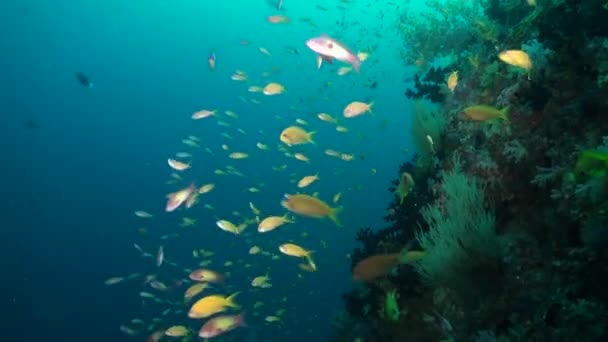 Escola Pequenos Peixes Amarelos Desliza Criando Espetáculo Deslumbrante Maldivas Entre — Vídeo de Stock