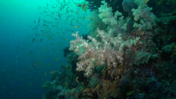 Skola Små Gula Fiskar Glider Genom Undervattens Koraller Maldiverna Mitt — Stockvideo