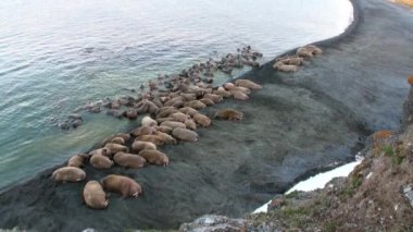 Morslar grup su yakınındaki kıyı Kuzey Buz Denizi Svalbard, sakin ol. Yaban hayatı. Nordic badlands hayvanlarda. Arka plan doğal peyzaj ve kar Dağları Spitsbergen benzersiz görüntüleri.