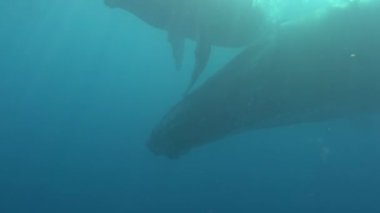 Pasifik Okyanusu 'nun altındaki kambur balinalar. Tonga Polinezya 'daki dev hayvan Megaptera Novaeangliae. Balinalar, dev deniz hayvanları ve su altı megafauna familyası kavramı..