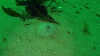 Barents Denizi 'nin açık deniz tabanındaki kumlu su. Deniz yatağı, deniz yaşamının bolluğuna ek olarak kumlu dipler, kayalık çıkıntılar gibi çeşitli manzaralarla da ayırt edilir..