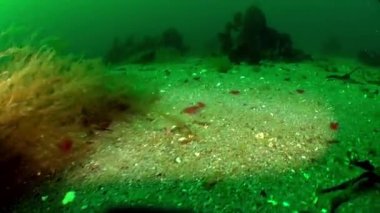 Barents Denizi 'nin dibinde. Barents Denizi 'nin deniz yatağı, çevre bölgelerdeki pek çok kıyı toplumunun geçimini sağlayan hayati ve gelişen bir ekosistem..