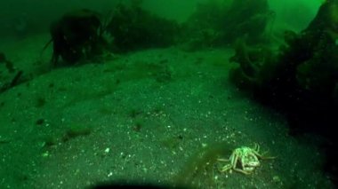 Strigun yengeci, Barents Denizi 'nin açık kumlu tabanında. Strigun yengeci taş ve zemin yüzeylerde yaşar, yerel balıkçılık endüstrisi için önemlidir, hem evcilleştirilebilir hem de vahşi yetiştirilebilir..