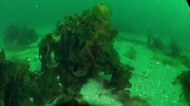 Kara Denizi 'nin sualtındaki yosunlarda saklanan yengeç. Novaya Zemlya yakınlarındaki Kara Denizi 'nin yatağı Hemigrapsus sanguineus yengecine ev sahipliği yapar. Koleksiyondaki bu deniz yaşamı hakkında daha fazla video izleyin.