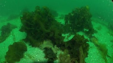 Kara Denizi 'nde bulunan farklı türde deniz yosunlarına deniz marulu ve yosun da denir. Video koleksiyonunda, inanılmaz sualtı dünyası ve sakinleri hakkında pek çok kayıt var..