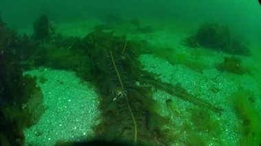 Crab Kara Denizi 'nin sualtındaki yosunların arasında yaşıyor. Novaya Zemlya yakınlarındaki Kara Denizi 'nin yatağı Hemigrapsus sanguineus yengecine ev sahipliği yapar..