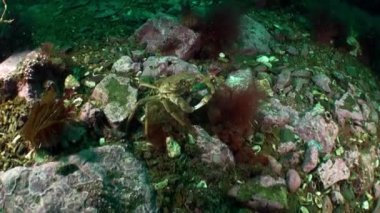 Kayalık deniz yatağı barents denizinin arka planında strigun yengeci. Hemigrapsus sanguineus taş ve zemin yüzeylerde yaşar, yerel balıkçılık endüstrisi için önemlidir, hem evcilleştirilebilir hem de yabani yetiştirilebilir..