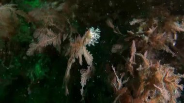 Sualtı Barents Denizi 'nde hidroid cordylophora caspia. Deniz yatağı deniz yaşamının bolluğuna ek olarak kumlu da dahil olmak üzere çeşitli manzaralarla da ayırt edilir..