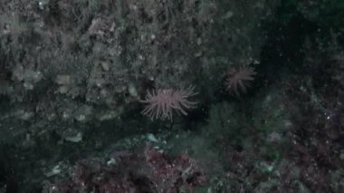 Deniz şakayıkları denizin sularında yaşayan büyüleyici sualtı canlılarıdır. Bu hayvanların ampul gibi bir vücudu ve uzun renkli dokunaçları var..