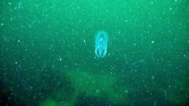 Ctenophora Mnemiopsis, Deniz Bektaşi üzümü, bir deniz sakini. Mnemiopsis Ctenophora hafiftir, şeffaftır, etek bıçakları ile.
