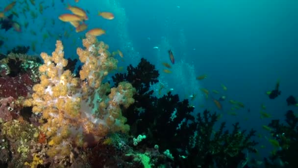 Podwodna Rafa Koralowa Ożywa Dzięki Obecności Szkoły Małych Żółtych Ryb — Wideo stockowe