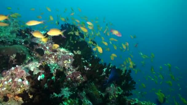小さな黄色い魚の学校はモルディブの水中流域に沿って滑っている 水中サンゴでは 小さな黄色い魚の学校はモルディブの流れに沿って滑ります — ストック動画