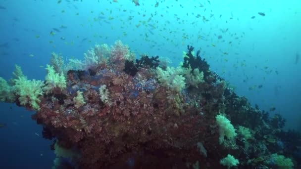Υποβρύχια Κοραλλιογενής Ύφαλος Βρίθει Από Μικρά Ψάρια Στις Μαλδίβες Σχολείο — Αρχείο Βίντεο