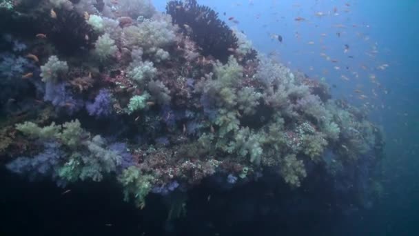 Arrecife Coral Submarino Vibrante Con Escuela Pequeños Peces Amarillos Maldivas — Vídeos de Stock