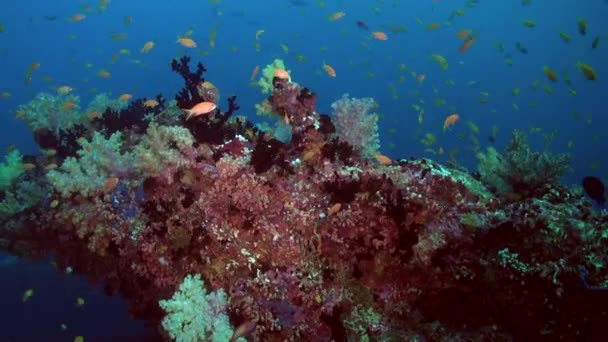 Küçük Sarı Balık Sürüsü Altındaki Mercan Resiflerine Hayat Veriyor Küçük — Stok video