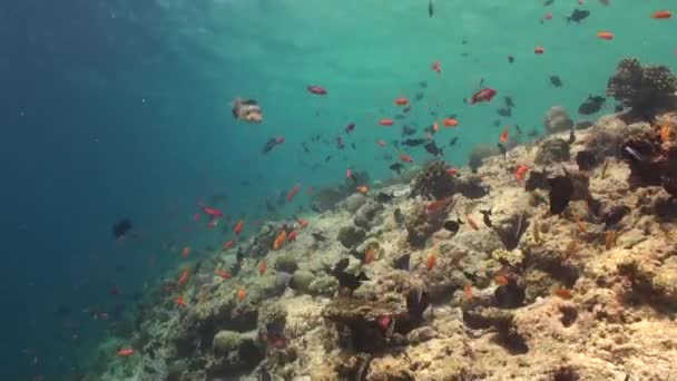 小さな黄色い魚学校は モルディブのサンゴ礁の水中に住みやすさを追加しています 小さな黄色い魚のダイナミックスクールは 水中サンゴ礁に生命を呼吸する — ストック動画