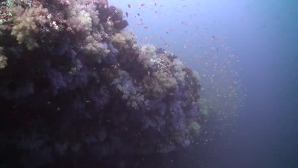 Pequena Escola Peixe Amarelo Aumenta Beleza Recife Coral Subaquático Maldivas — Vídeo de Stock