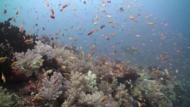 小さな黄色い魚の学校は モルディブの水中サンゴ礁の色を活性化しています 水中サンゴ礁は 小さな黄色い魚の学校の存在と繁栄しています — ストック動画