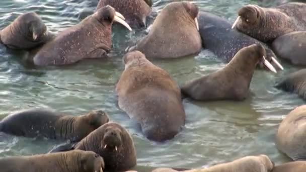 Skupina Mrožů Relaxovat Vodě Blízko Břehu Severního Ledového Oceánu Svalbard — Stock video