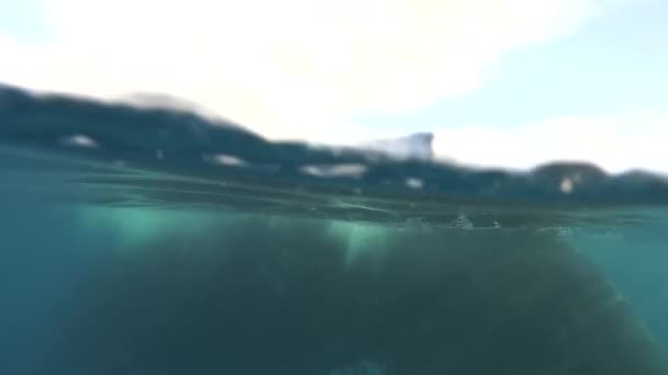 Bultruggen Onder Water Van Stille Oceaan Reuzendier Megaptera Novaeangliae Tonga — Stockvideo