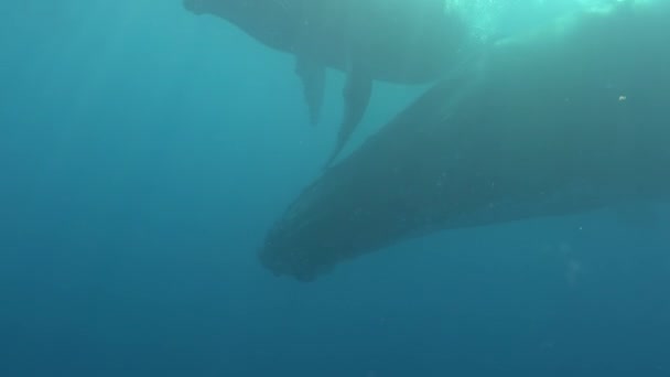 Baleias Jubarte Debaixo Água Oceano Pacífico Megaptera Novaeangliae Animal Gigante — Vídeo de Stock