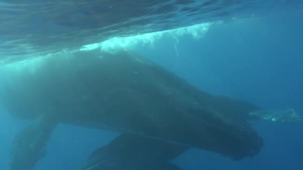 Горбаті Кити Під Водою Тихого Океану Велетенська Тварина Megaptera Novaeangliae — стокове відео
