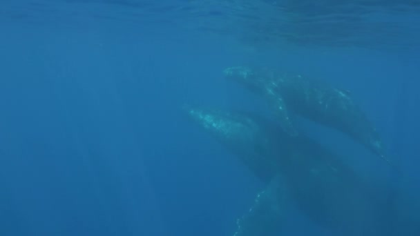 太平洋の海底でザトウクジラ トンガ領ポリネシアの巨大動物Megaptera Novaeangliae クジラの家族のアイドルの概念巨大な海の動物と水中のメガフアナ — ストック動画