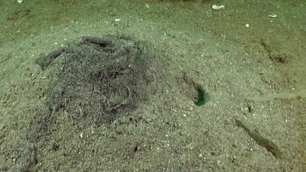 巴伦支海海底生态系统的沙底 除了丰富的海洋生物外 海底还有各种各样的地貌 包括沙底 岩石露头 — 图库视频影像