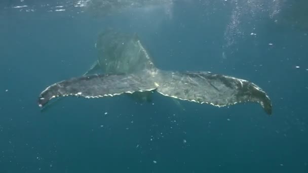太平洋の海底でザトウクジラ トンガ領ポリネシアの巨大動物Megaptera Novaeangliae クジラの家族のアイドルの概念巨大な海の動物と水中のメガフアナ — ストック動画