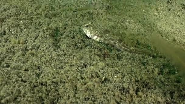 Poisson Cache Dans Fond Sablonneux Mer Barents Abondance Vie Marine — Video