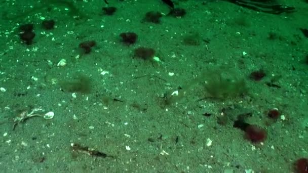 バレンツ海のサンディ底 海洋生物の豊富さに加えて 海底は砂の底 岩の多い露頭などのさまざまな風景によって区別されます — ストック動画