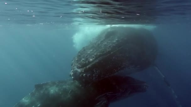 Närbild Knölval Mamma Och Kalv Vatten Stilla Havet Jättedjur Megaptera — Stockvideo