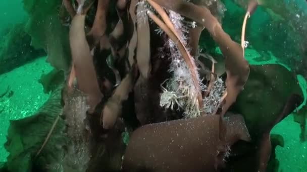 Krab Podwodnym Świecie Morza Barentsa Novaya Zemlya Duża Liczba Filmów — Wideo stockowe