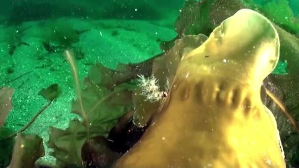 Barents Denizi Nin Sualtı Ortamında Yaşayan Okyanus Bitkileri Ayrıca Deniz — Stok video