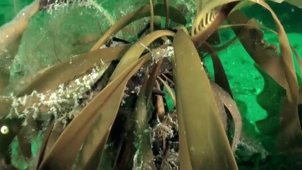 居住在巴伦支海海底的海洋植被 在海底环境中发现的水藻 水下世界的水生植物 — 图库视频影像