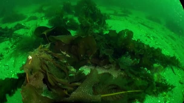 ノヴァヤ ゼムリヤのバレンツ海のカニ水中 水中世界のカニについてのかなりの映像の膨大な量のビデオ — ストック動画